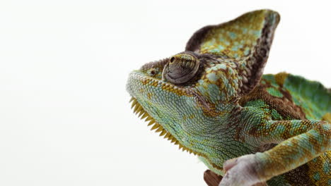 chameleon looks around curiously with eyes - isolated on white background - close up on head