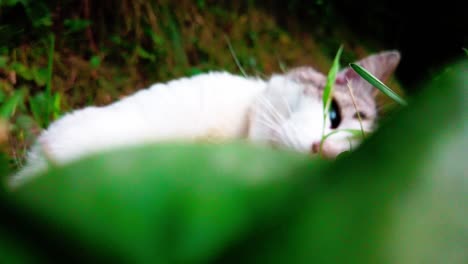 cat resting in the grass on summer time