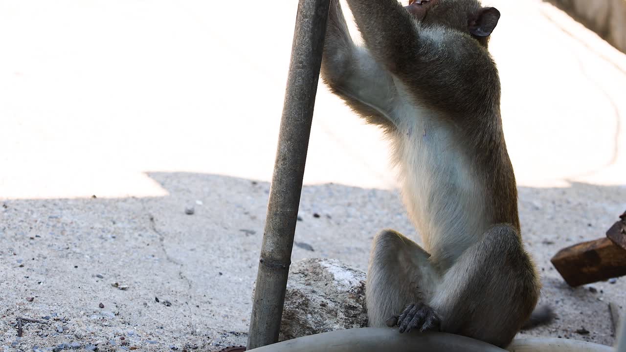 el mono interactúa con el entorno, sube a la estructura.