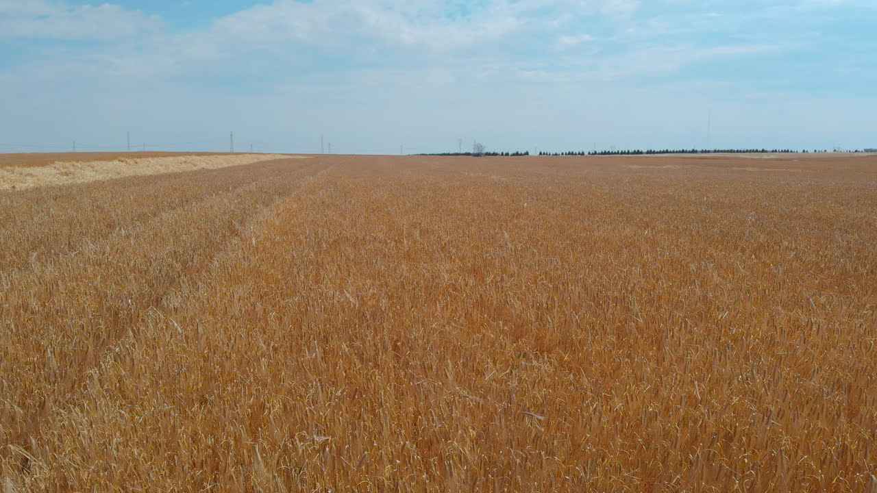Drone Shot with Close up Top View of Yellow Barley Fields for Agriculture with Open Blue Sky