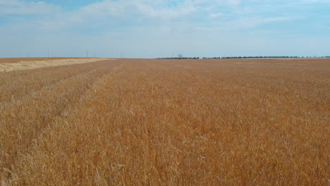 Drone-Shot-with-Close-up-Top-View-of-Yellow-Barley-Fields-for-Agriculture-with-Open-Blue-Sky