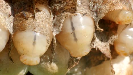 larvas de avispa en el nido, macro