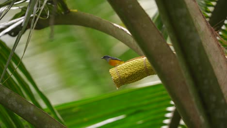 a orange-bellied flowerpecker perched for a moment then away and returned again to suck a coconut flower