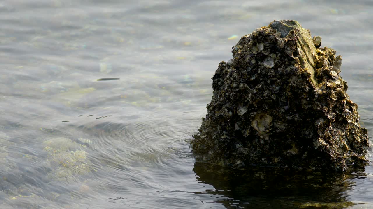 Pietra affilata sulla riva del fiume