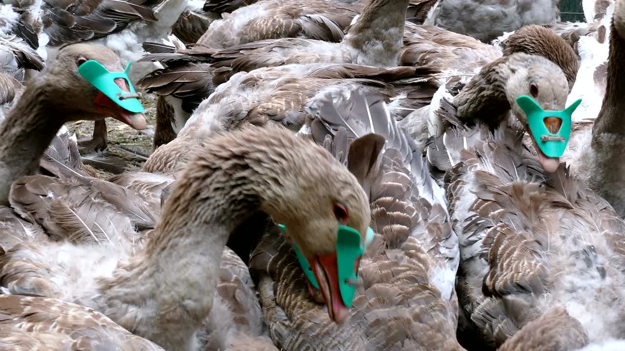 가금류 농장에서의 거위