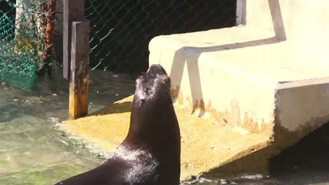 Sea-Lion-11-2