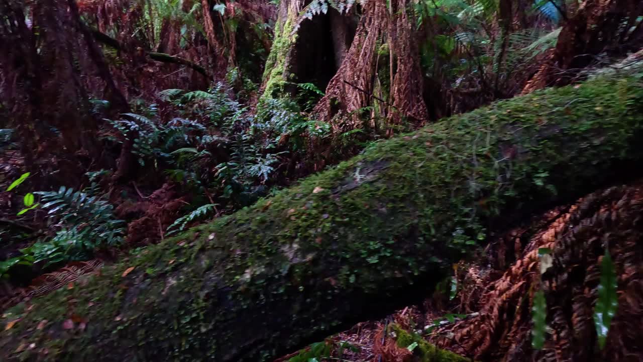 bosque tropical exuberante con helechos y árboles de musgo
