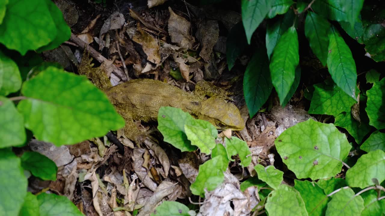 Closeup tuatara olive green coloured standing still amongst leaves in forest of Zealandia in Wellington, New Zealand Aotearoa