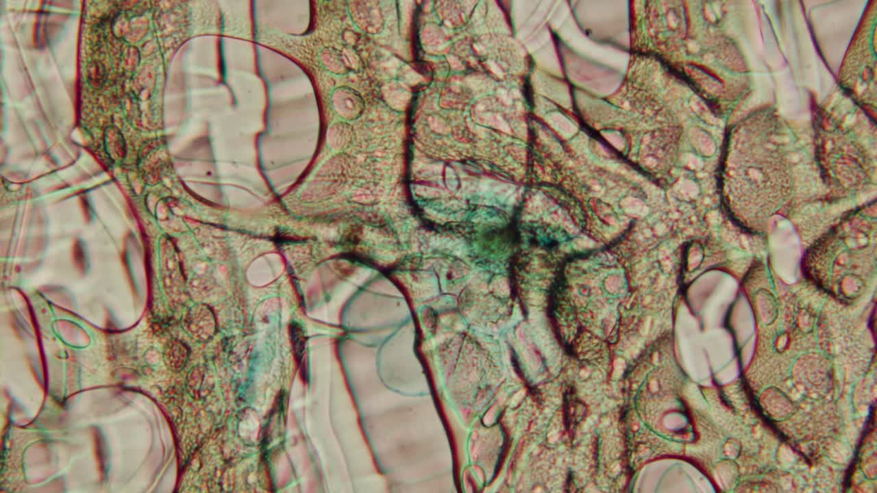 Dynamic Microscopic View of Organic Cells and Tissue