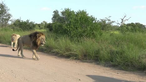 los leones en un camino de tierra pasan tranquilamente mientras se mueven antes del calor del día