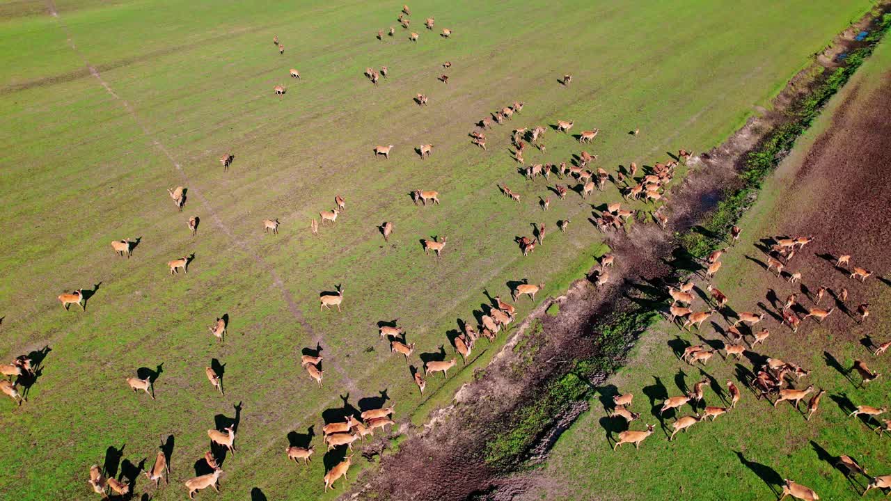 Herd of deer grazes on green fields captured from an aerial view