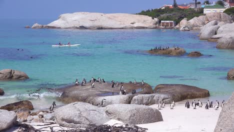 Kajakfahrer-Paddeln-Vorbei-An-Eselspinguinen,-Die-Schwimmen-Und-Auf-Felsen-Im-Atlantik-Vor-Südafrika-Hocken-1