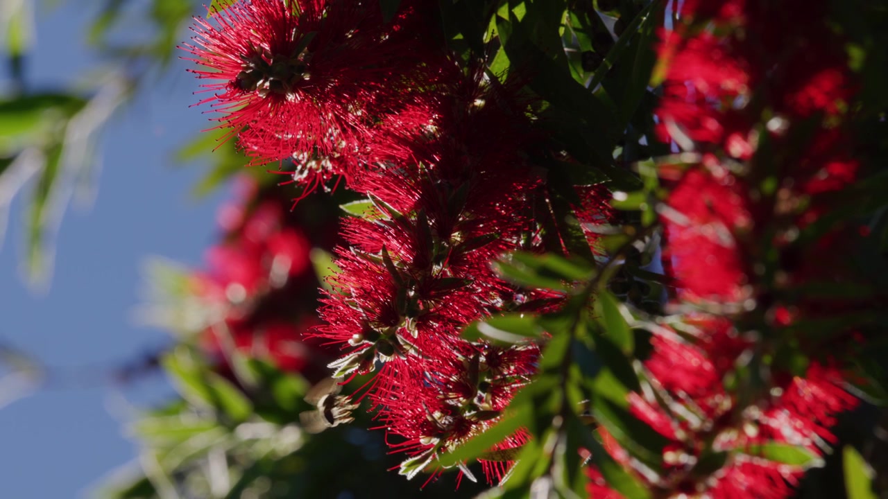 Ape che raccoglie polline da un fiore rosso all'alba mattutina, macro al rallentatore