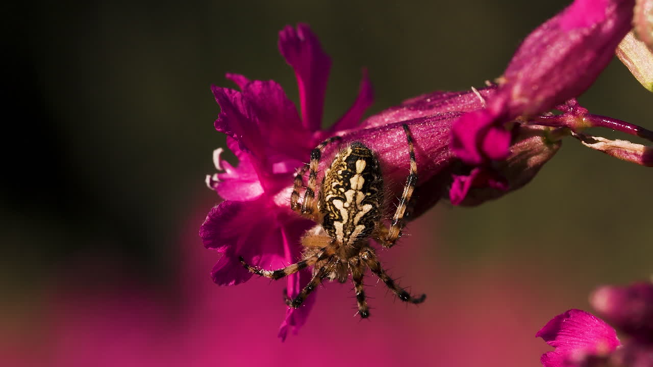 분홍색 꽃에 거미