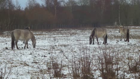 four wild horses looking for some eatable grass in snow covered field in cloudy winter day, wide shot