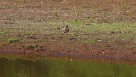 Avefría-De-Barbas-Rojas-Buscando-Comida-Cerca-De-La-Orilla-Del-Lago-Yo-Buscando-Comida-Pájaro-Almacen-De-Video