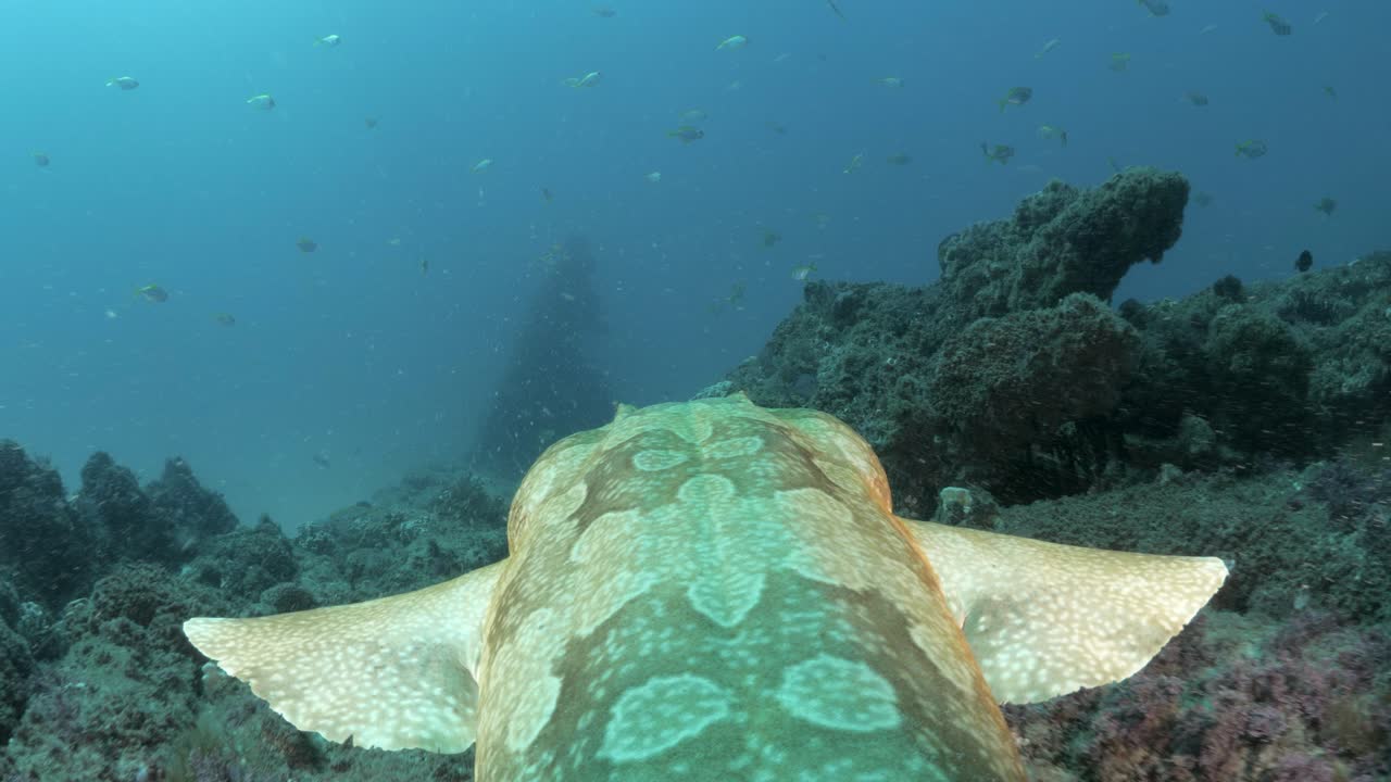 vista fvp de un tiburón mientras se desliza por el agua sobre un naufragio histórico