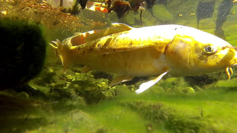 koi y peces dorados nadan bajo el agua en un estanque