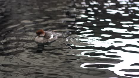 duck playing with feathers in water