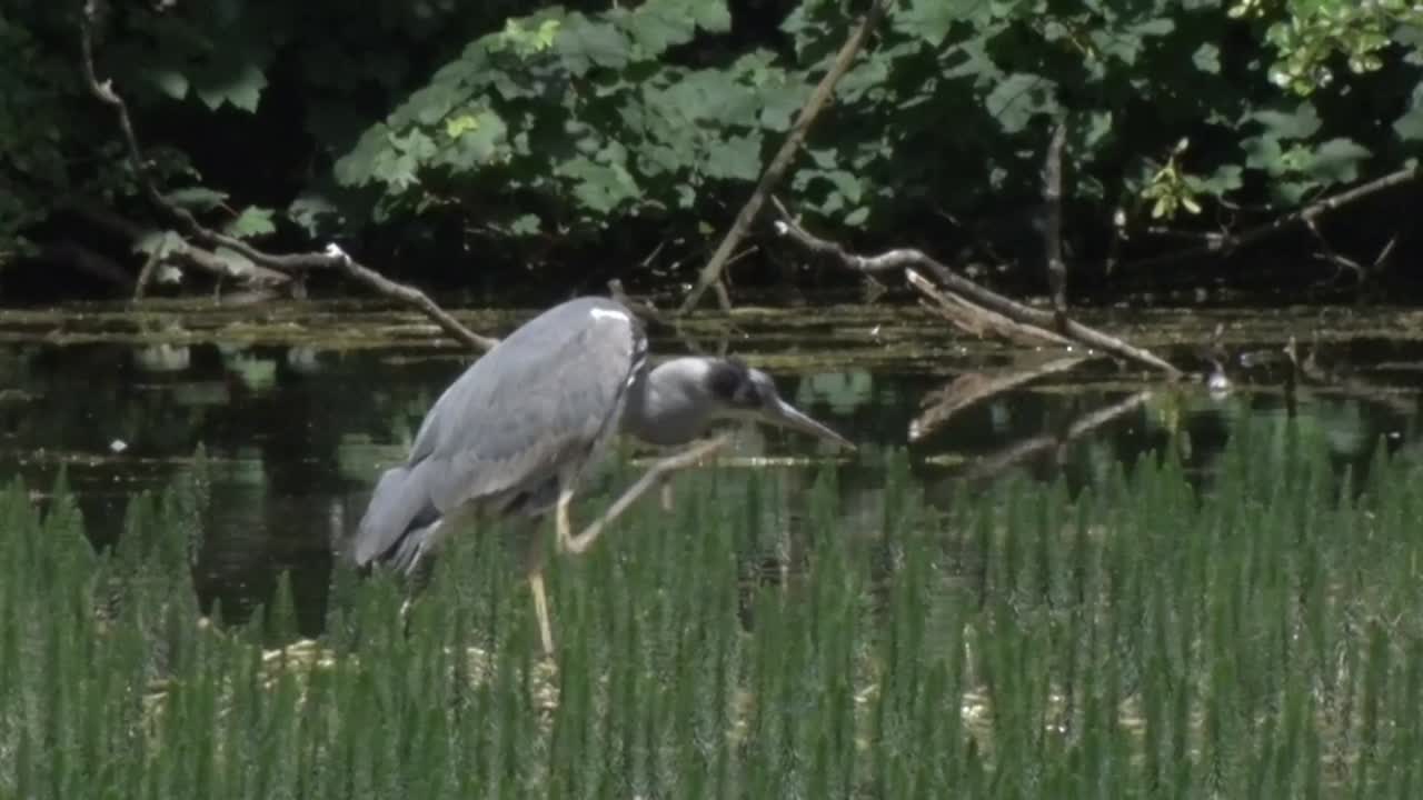 Grey Heron, Ardea cinerea, standing in shallows of lake