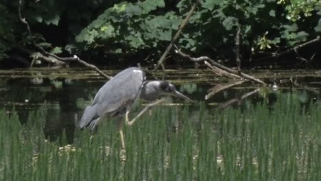 grey heron, ardea cinerea, standing in shallows of lake