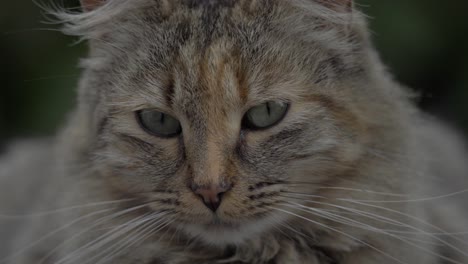 wonderful close-up of a cat showing its eyes and mouth, moving its head from side to side, revealing intriguing expressions