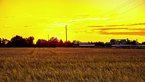 el amanecer dorado sobre un campo de granos listo para la cosecha - lapso de tiempo