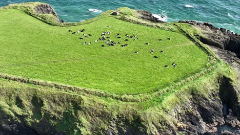 an der irischen küste fliegt eine drohne über eine rinderherde, die an einem sommertag in einem feld hoch auf einer landzunge an der kupferküste waterford weidet.