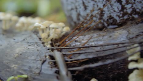 zoom en pequeños hongos que crecen en la base de un árbol