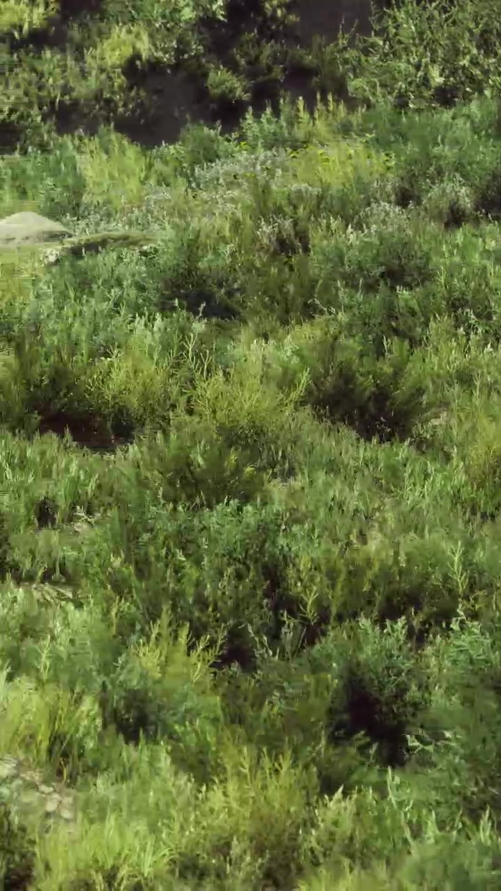 Fogliame verde vibrante con una roccia solitaria sotto il sole caldo nell'abbraccio della natura