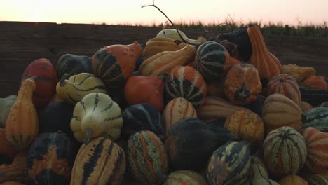 calabazas ornamentales frente a un campo de maíz al atardecer