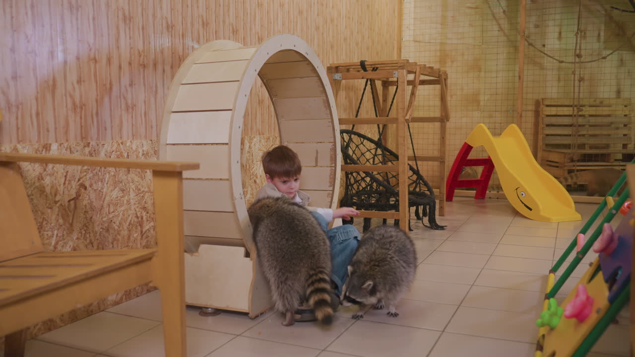 bambino caucasico su una ruota di legno salutato da due procioni curiosi in una sala giochi interna rustica, con una panca e uno scivolo colorato nelle vicinanze, annusamenti delicati ed esplorazione giocosa mentre il bambino reagisce con meraviglia, ambiente sicuro e accogliente