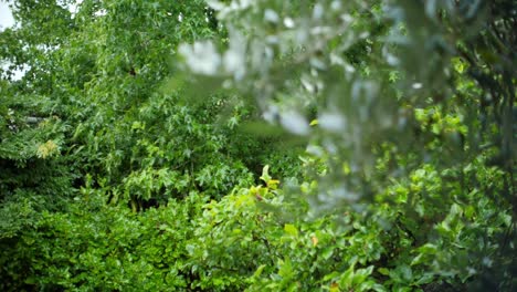 Rack-focus-shot-through-tree-branches-as-rain-falls-in-slow-motion-on-leafs