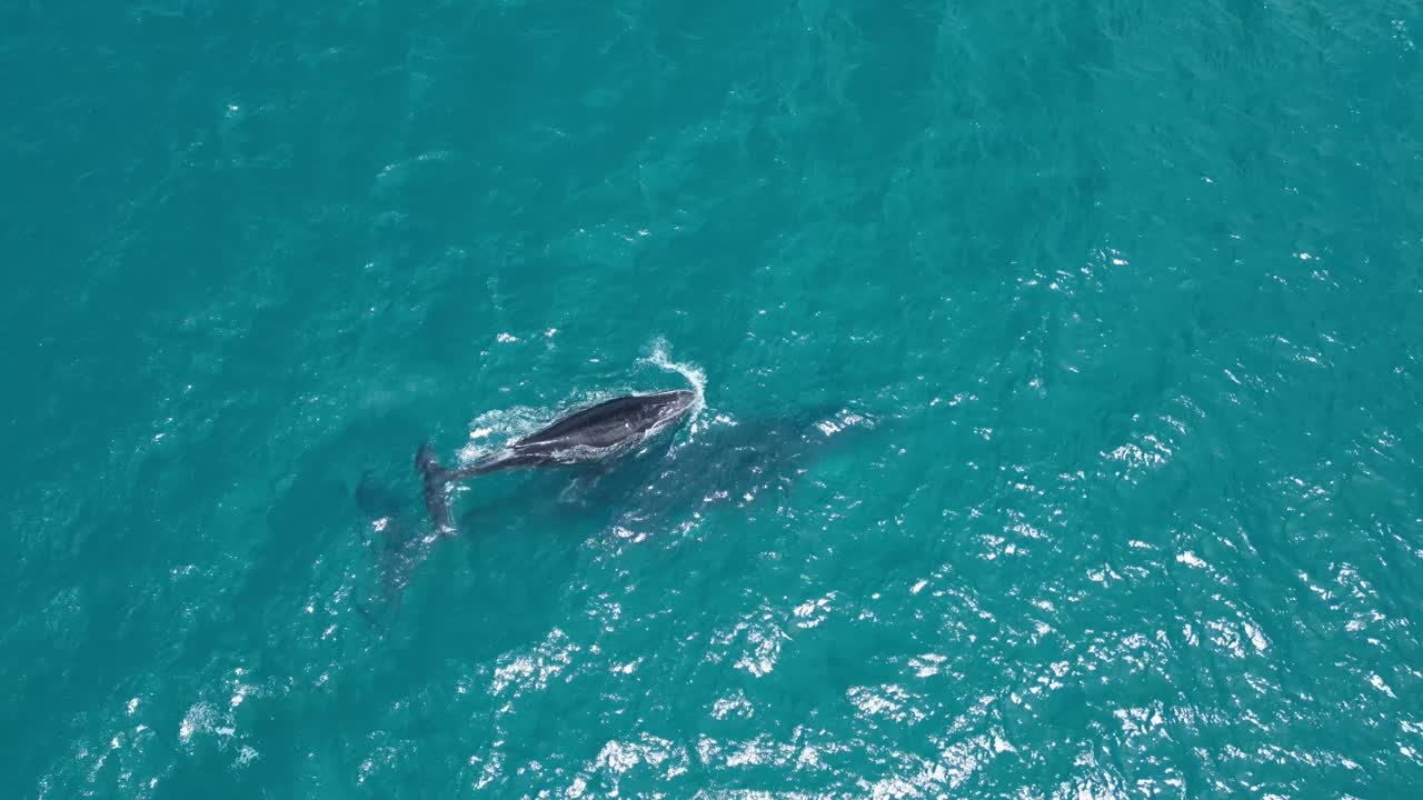 Humpback whales swimming underwater in open sea