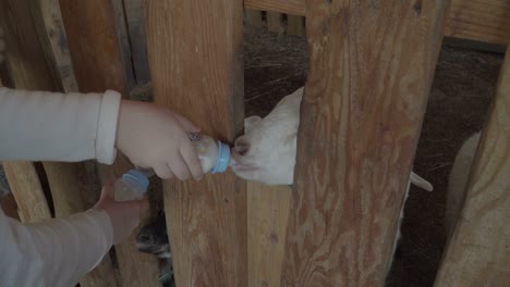 la gente alimenta a la cabra bebé en el zoológico o la granja