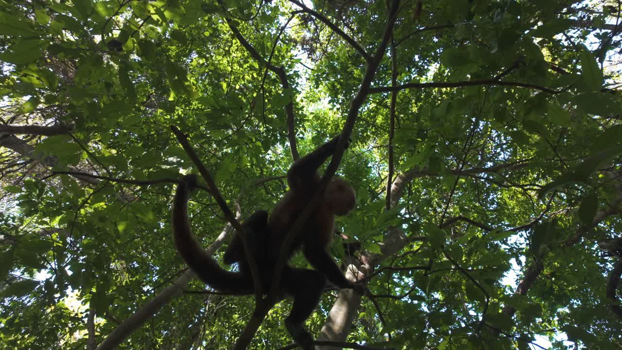 Monkeys in trees, white-fronted capuchin sits on a branch in National Park Tayrona, Colombia