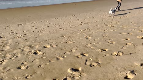 Unter-Der-Hellen-Sonne-Rennt-Ein-Hund-über-Den-Sandstrand-Und-Verkörpert-Die-Idee-Von-Freizeit-Und-Der-Verbringung-Von-Wertvoller-Zeit-Mit-Unseren-Tierischen-Begleitern