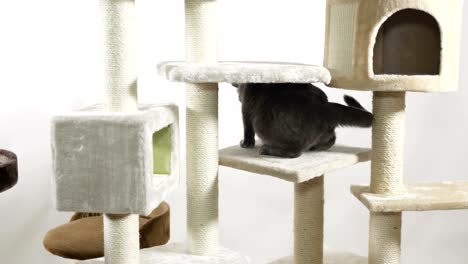 indoor cat playground. cat trees in a variety of shapes and designs.