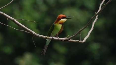 chestnut-headed bee-eater merops leschenaulti, khao yai national park, thailand