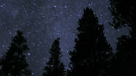 stars sparkle over silhouetted trees