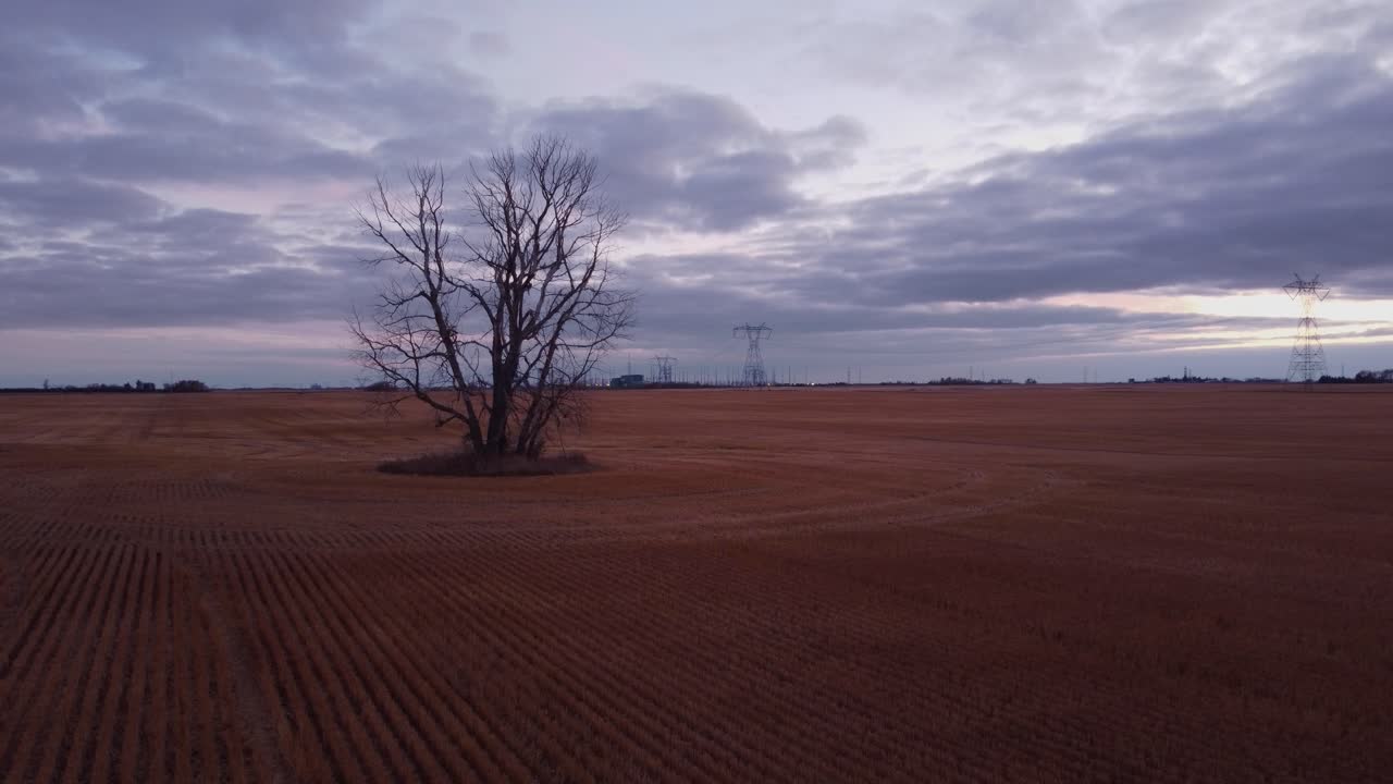 Lone tree in arable land powerlines evening clouds wheat pull out aerial