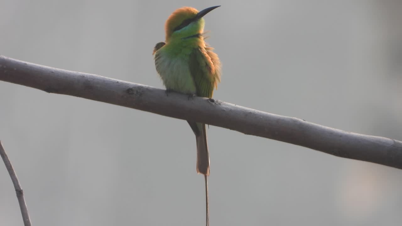 abejaruco en la zona del estanque