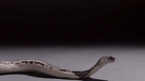 spitting cobra posing to strike on black background nature documentary