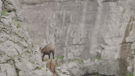 Close-up:-Chamois-Cubs-climbing-on-up-a-rock-high-up-in-the-mountains