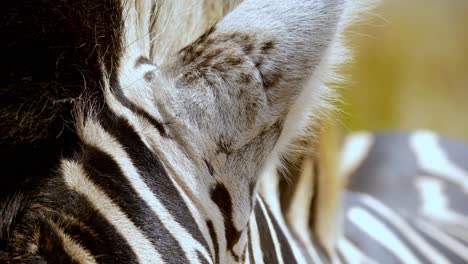 Macro-shot-of-a-zebra's-ears-twitching-and-with-its-tail-swinging