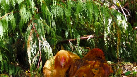 Zwei-Gesunde-Hühner,-Die-Zusammen-In-Der-Sonne-Liegen