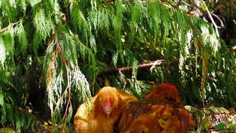 two healthy chickens lying in the sun together