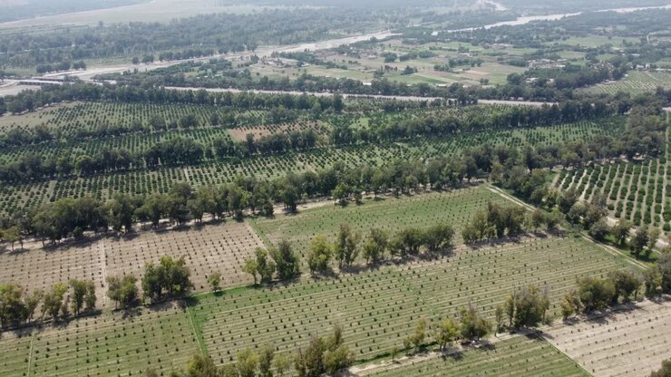 vista aérea de los árboles alrededor de las granjas en afganistán