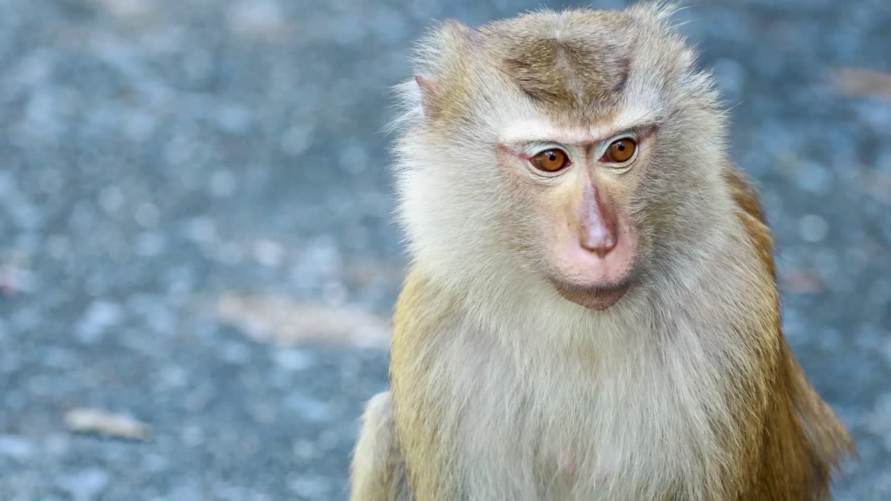 A southern pig-tailed macaque scratches its face in a forest setting, captured in natural lighting with steady camera focus