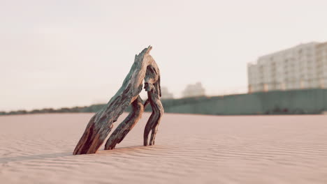 piece-of-an-old-root-is-lying-in-the-sand-of-the-beach